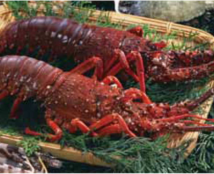Bosyu ebi(Ise-shrimp)