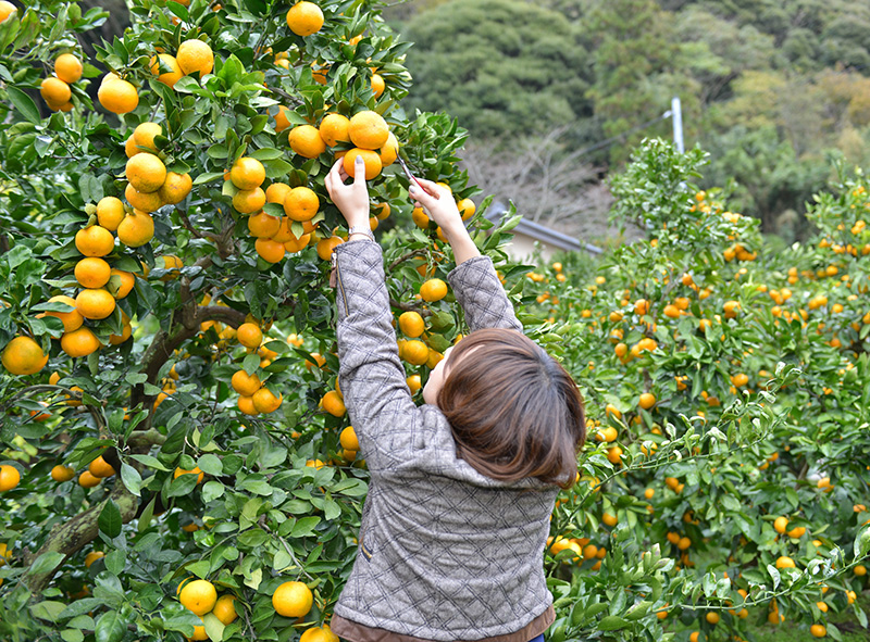 Mandarin orange picking