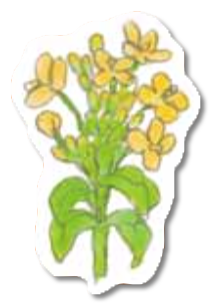 Edible rape blossom