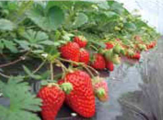 Strawberry picking