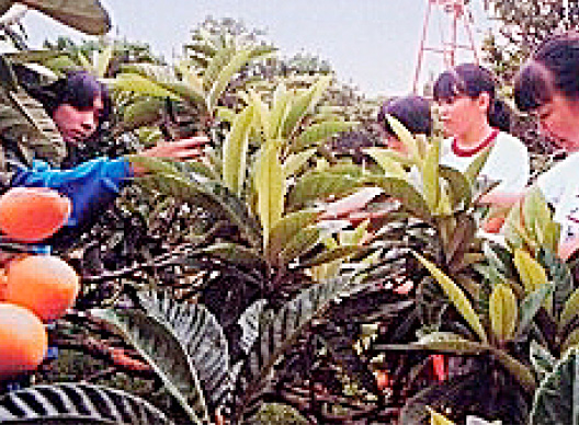 Loquat picking experience