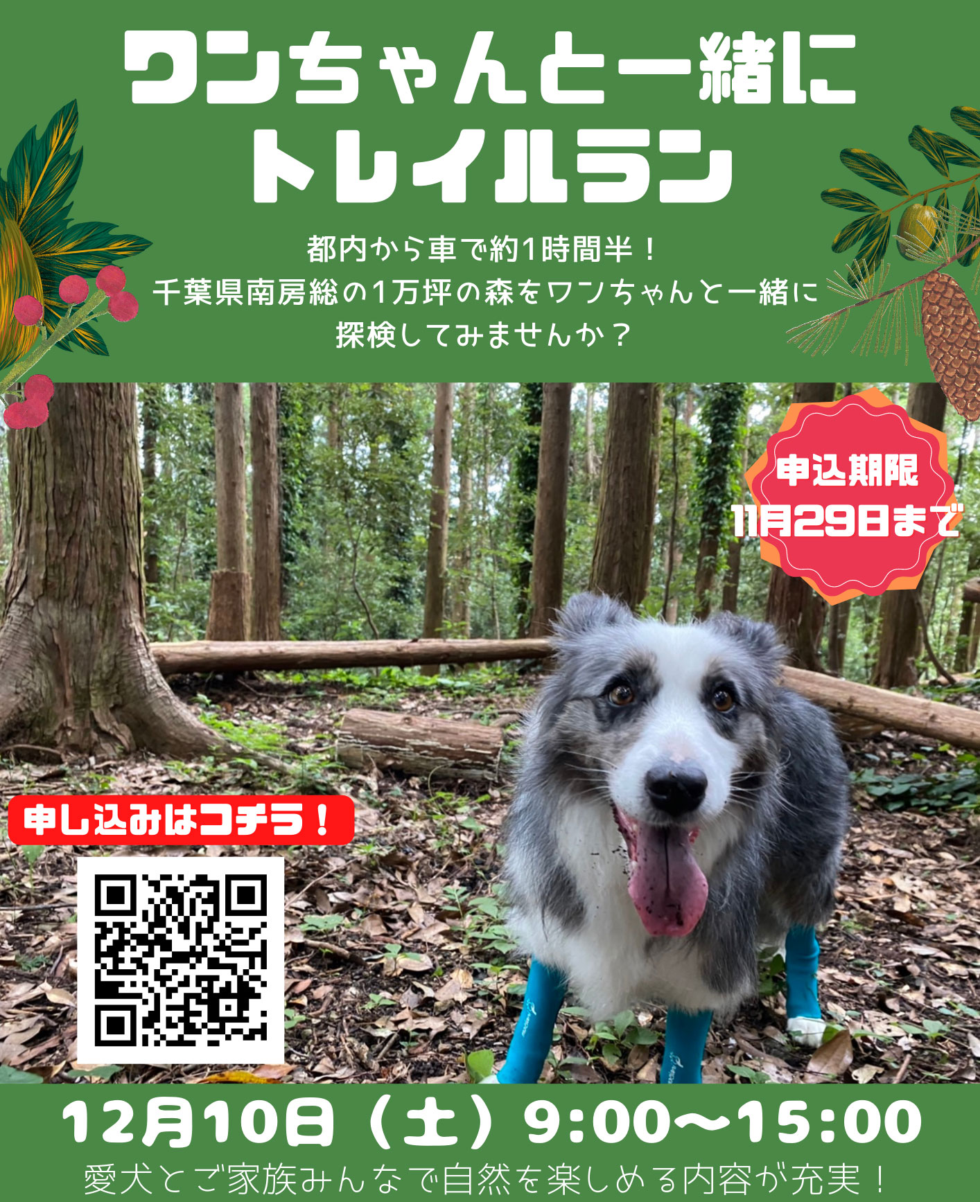 都内から車で約1時間半！千葉県南房総の1万坪の森をワンちゃんと一緒に探検してみませんか？