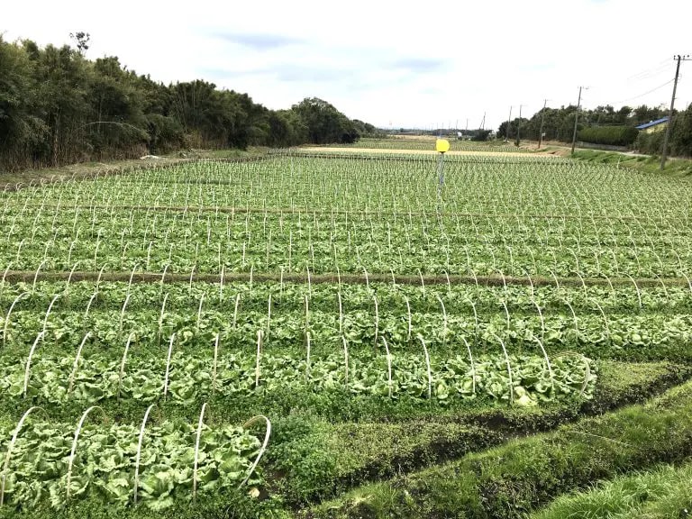 安西農園かんべレタス畑