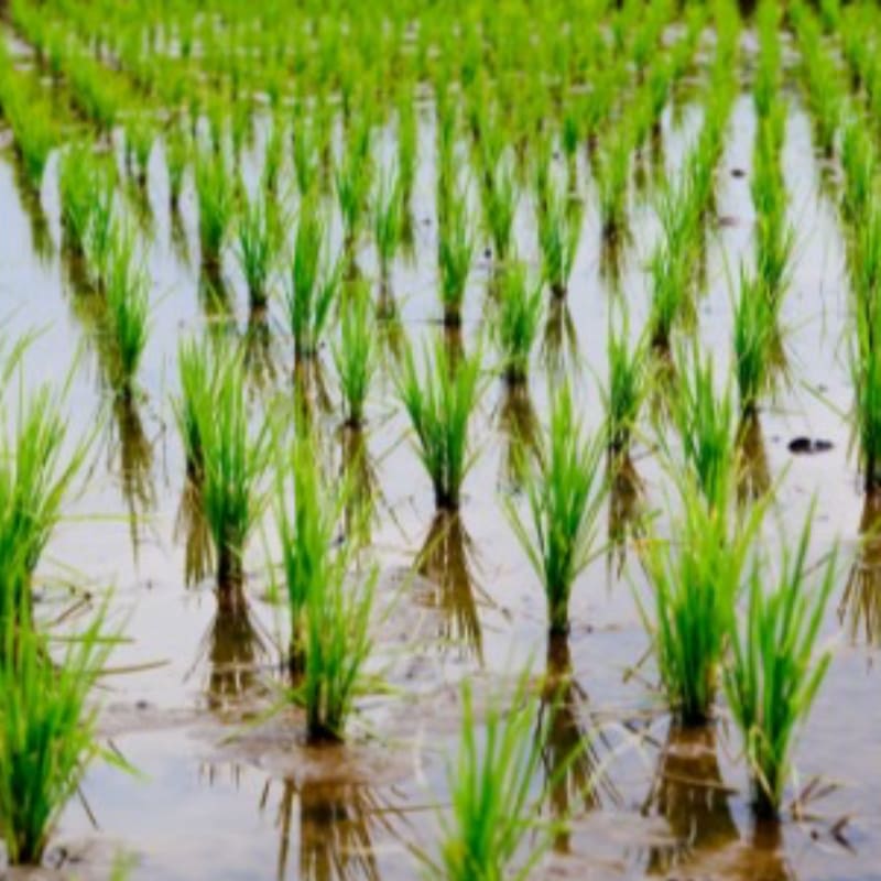 耕作放棄地で田植え