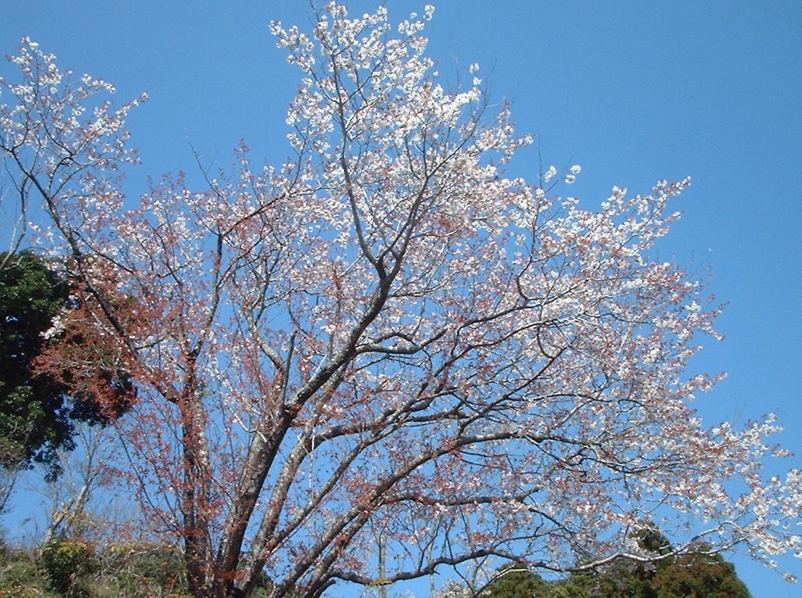 3/24（日）開催　第４7回 里山ハイキング ☆山桜と若芽を楽しむウォーク