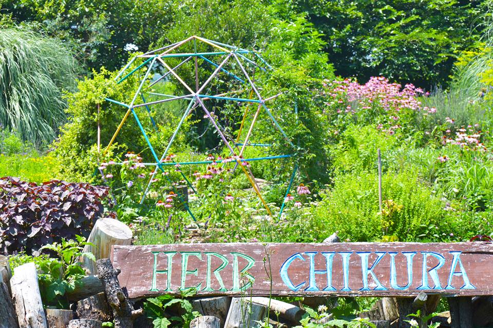 HERB CHIKURA  Seaside Garden