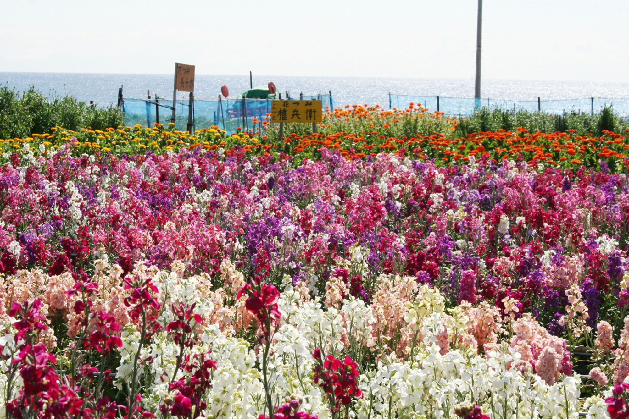 南房総の海を望む花畑